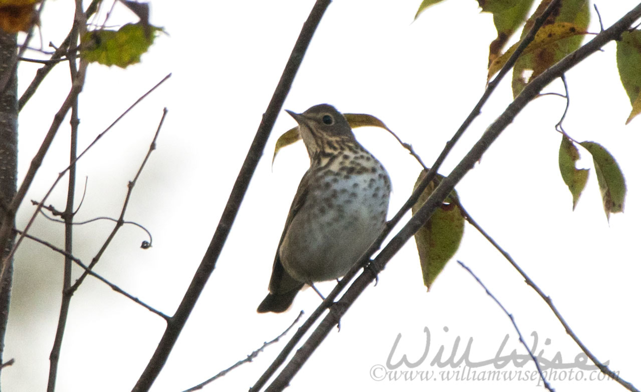 Swainsons Thrush Picture
