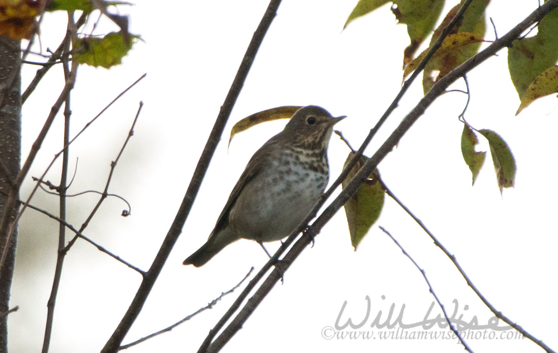 Swainsons Thrush Picture