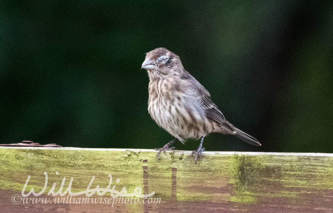 House Finch Eye Disease Picture