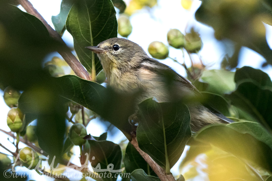 Pine Warbler Picture