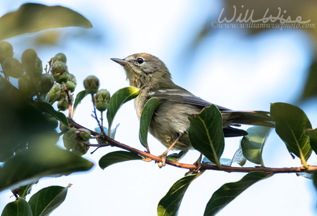 Pine Warbler Picture