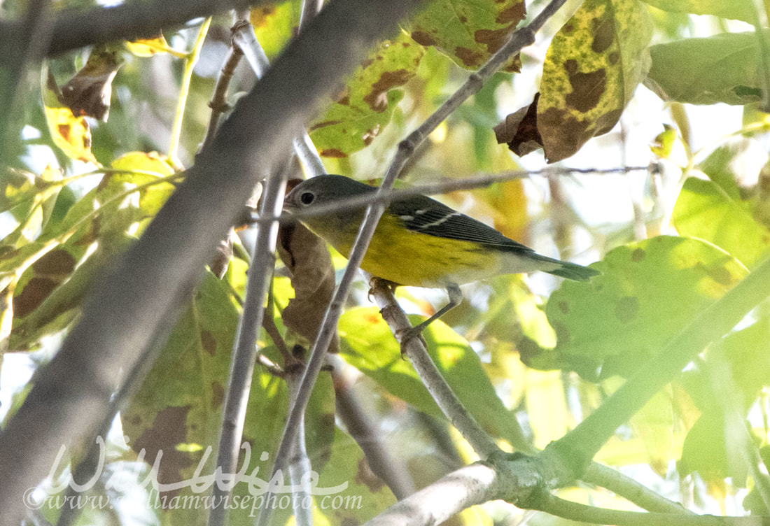 Magnolia Warbler Picture