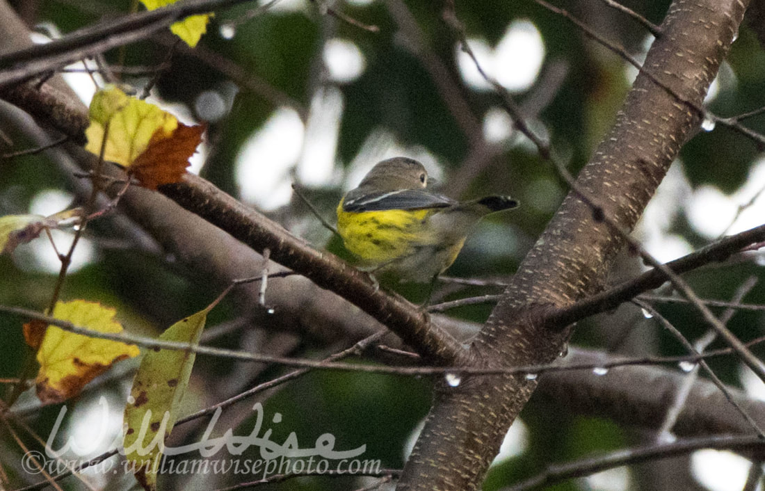 Magnolia Warbler Picture