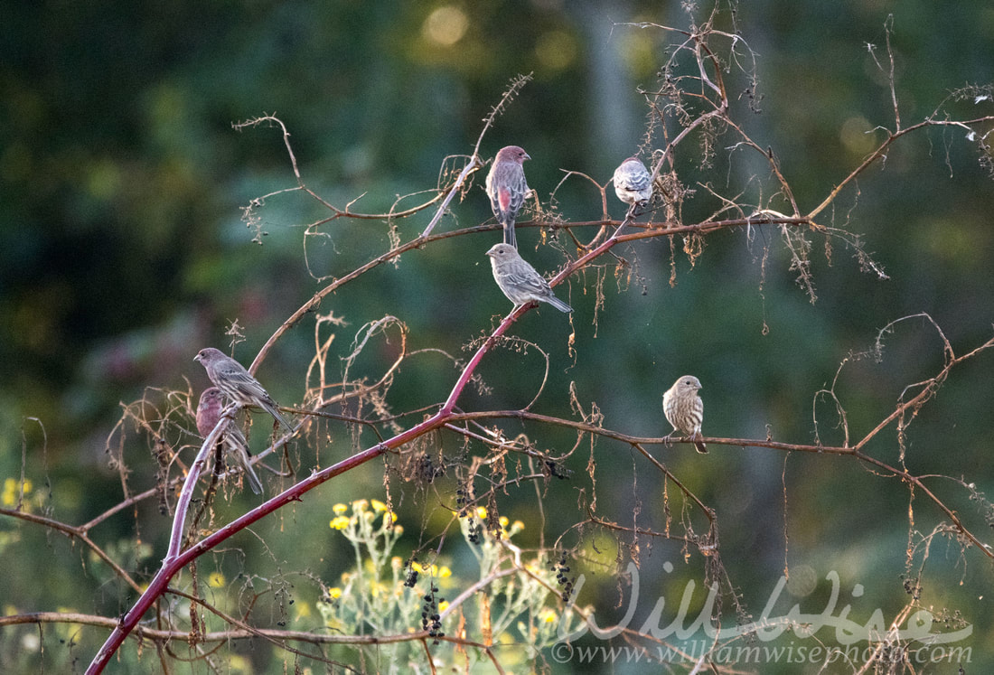 House Finch Picture