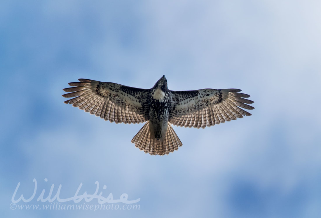 Red Tailed Hawk Picture