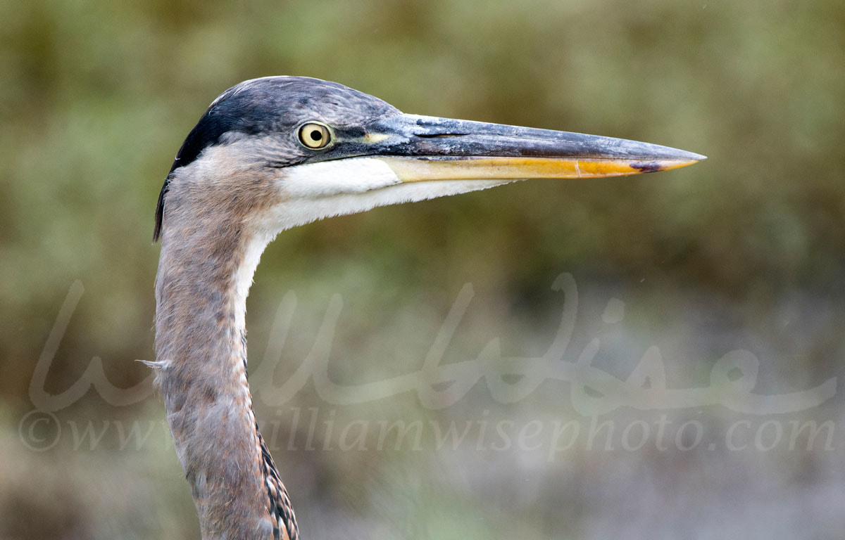 Great Blue Heron Picture