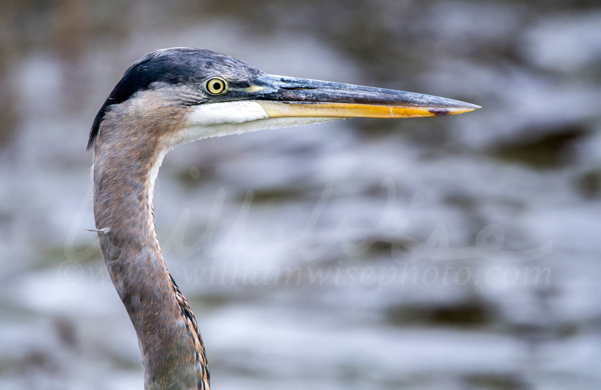 Great Blue Heron Picture
