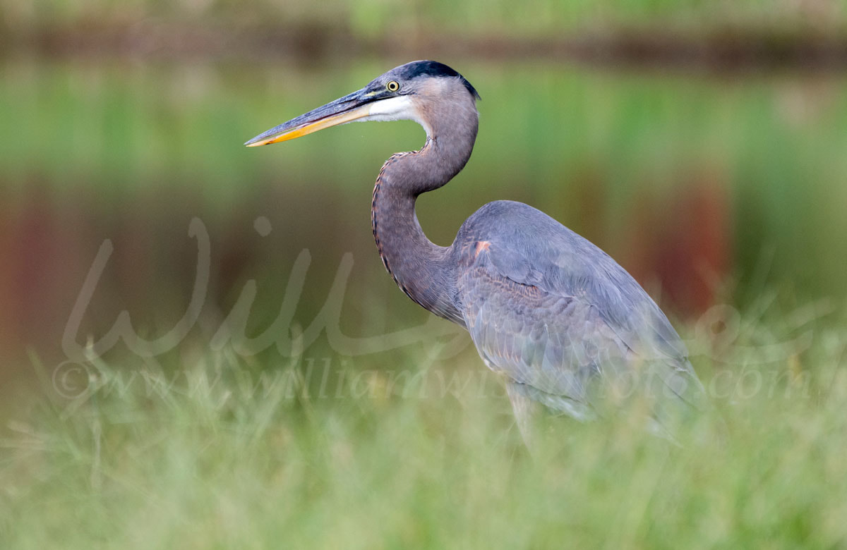 Great Blue Heron Picture
