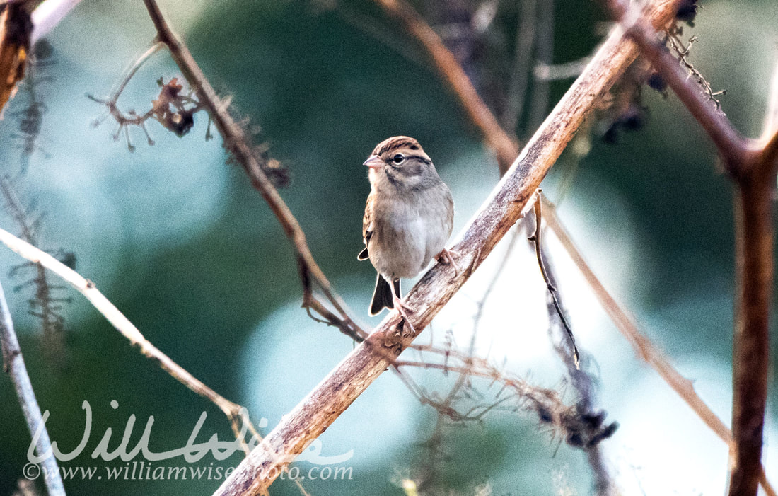 Chipping Sparrow Picture