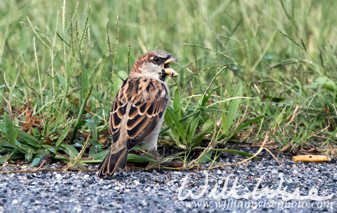 House Sparrow Picture