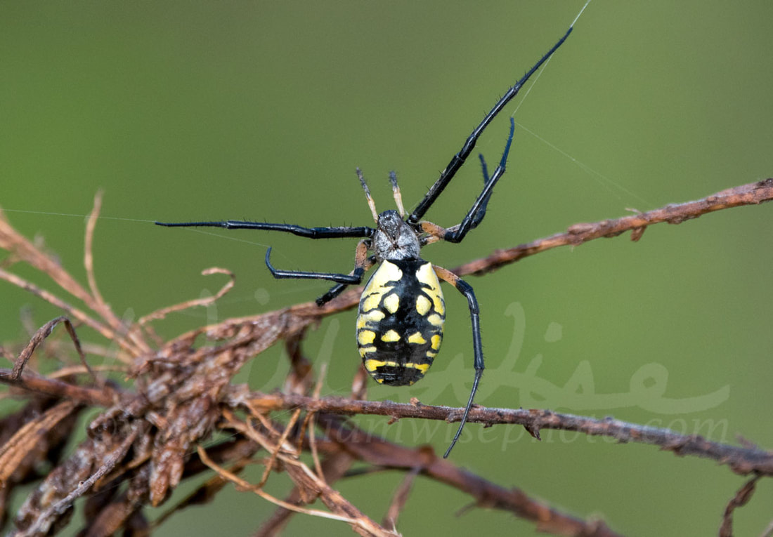 Yellow Garden Spider Picture