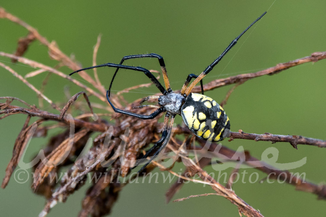 Yellow Garden Spider Picture