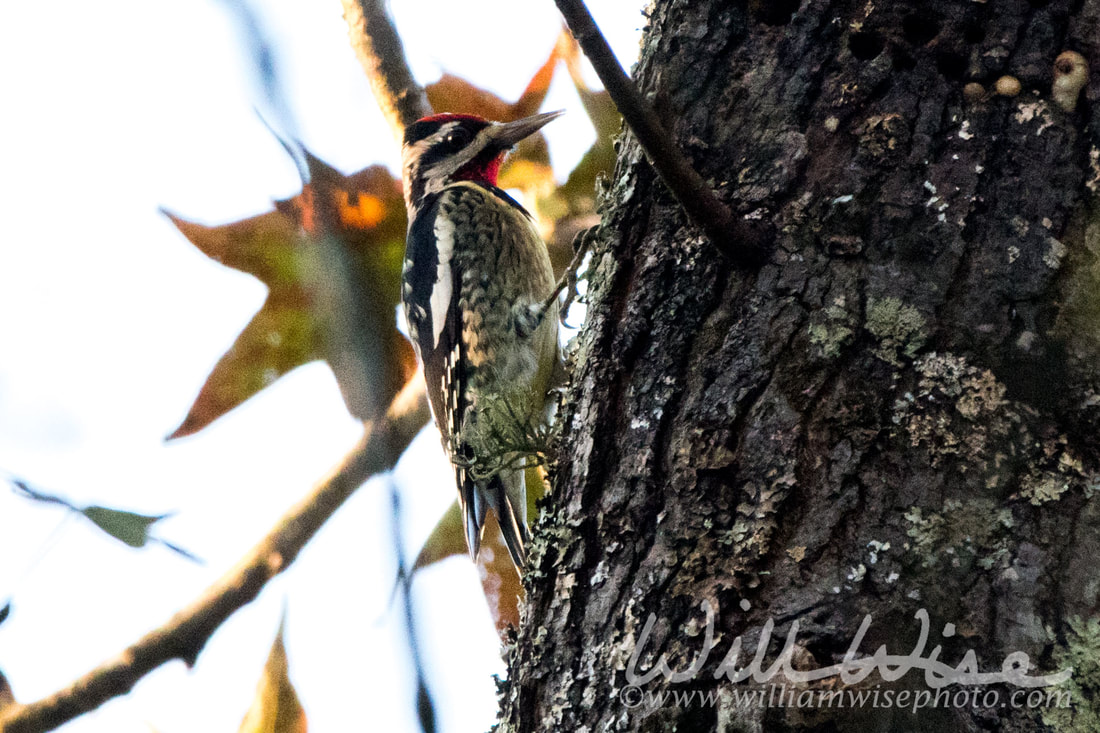 Yellow Bellied Sapsucker Picture