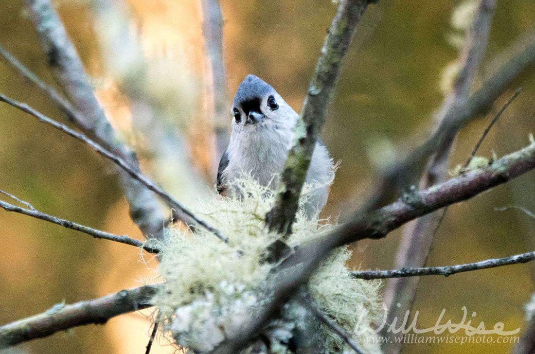 Tufted Titmouse Picture