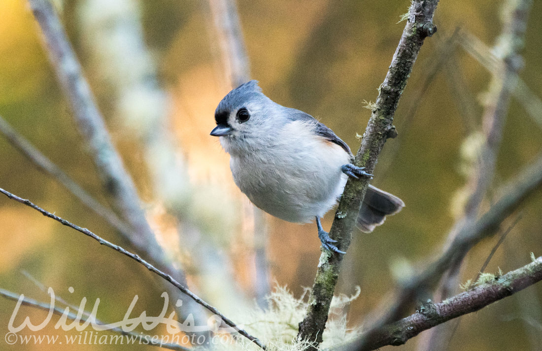 Tufted Titmouse Picture