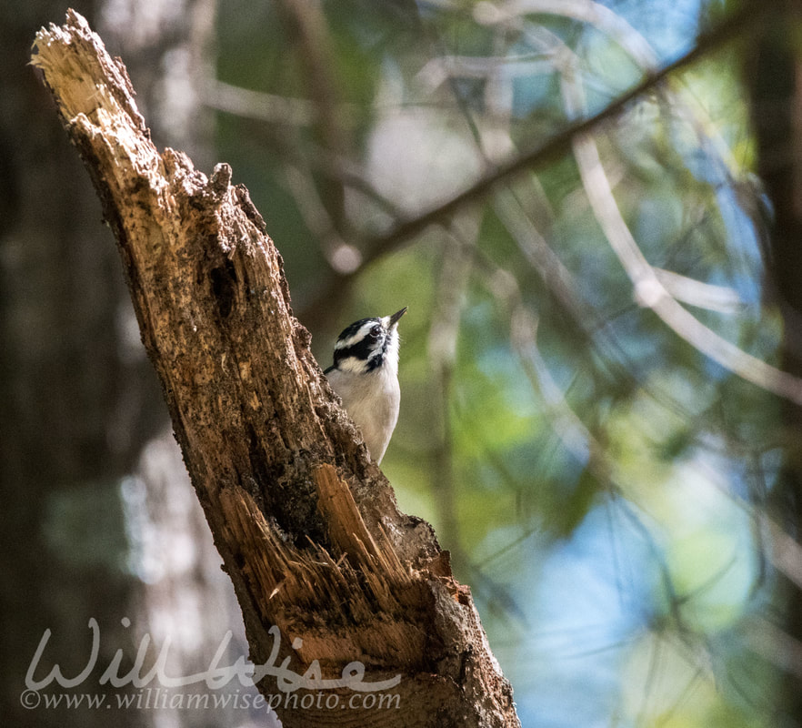 Downy Woodpecker Picture