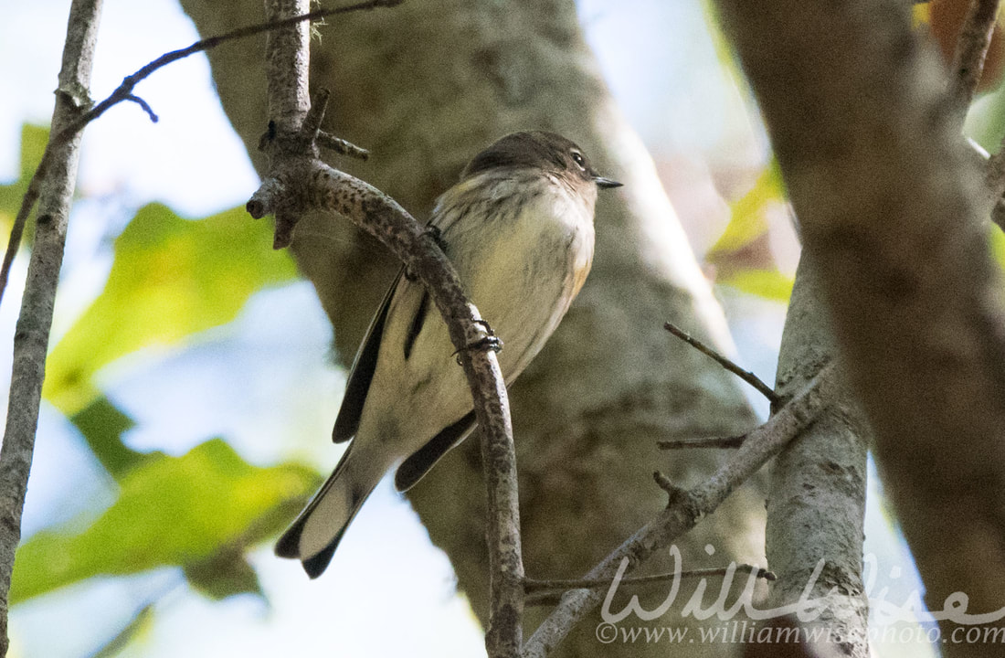 Yellow Rumped Warbler Picture