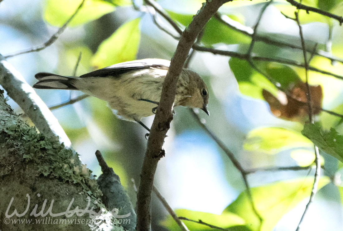 Yellow Rumped Warbler Picture