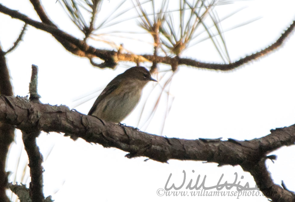 Yellow Rumped Warbler Picture