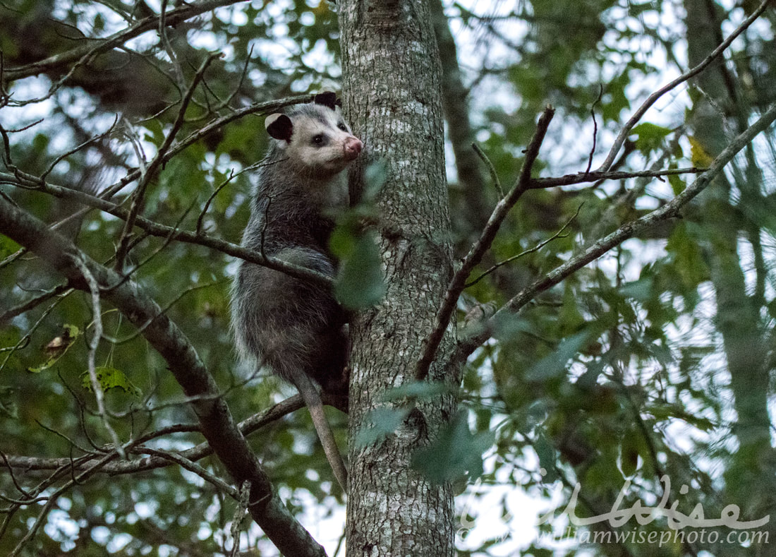 Virginia Opossum Picture