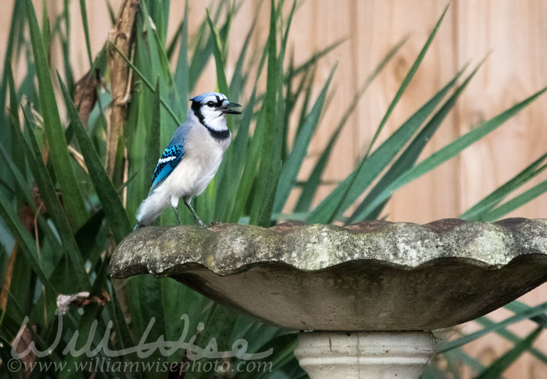 Blue Jay Picture