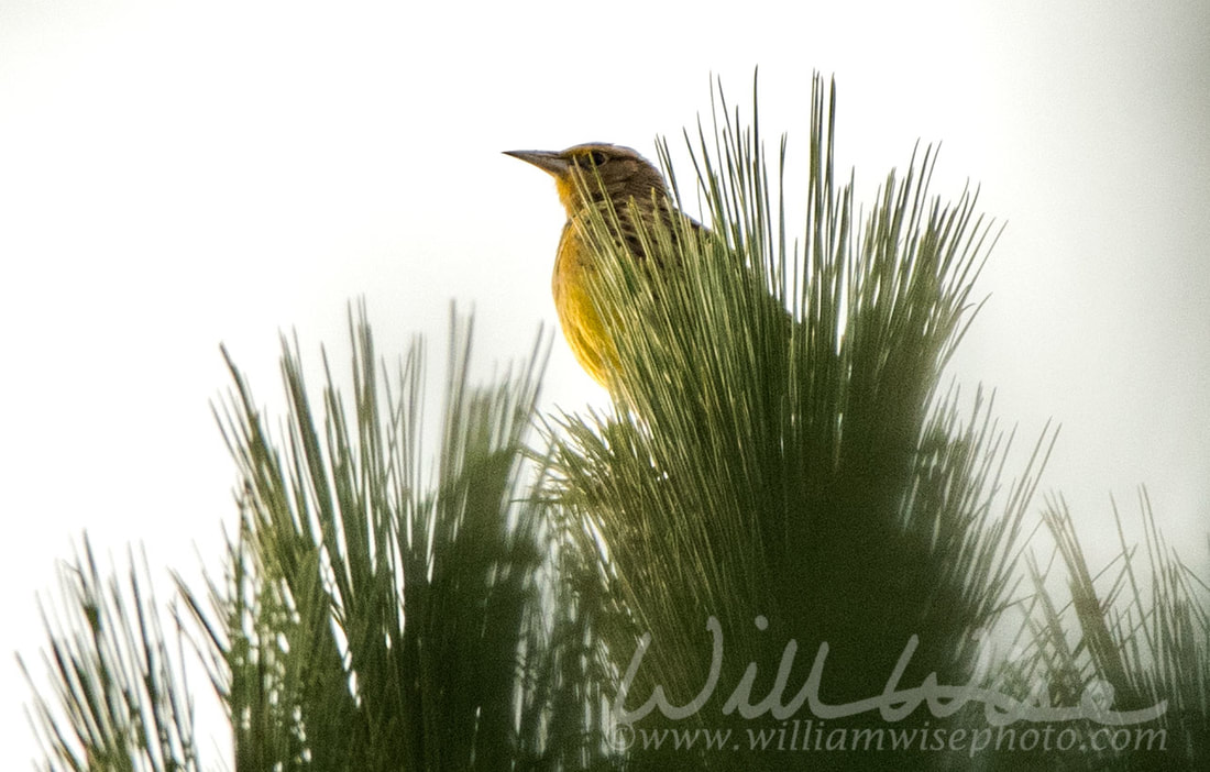Eastern Meadowlark Picture