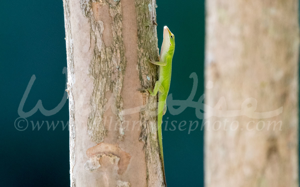Green Anole Picture