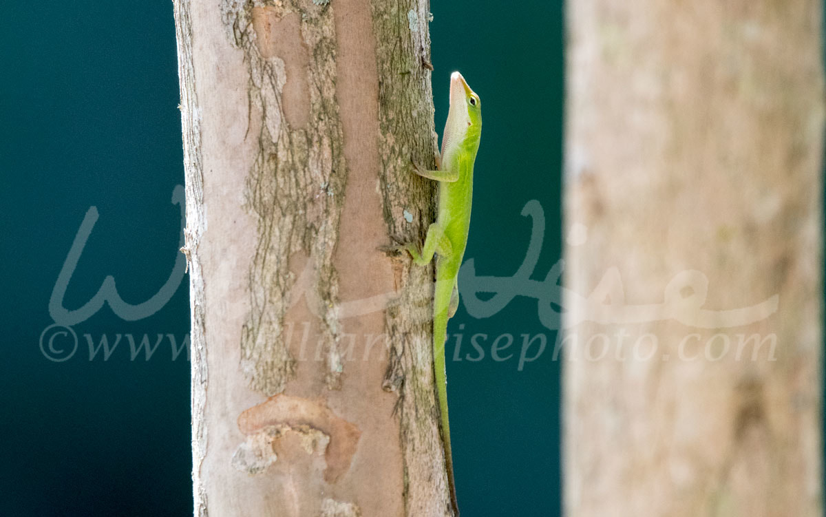 Carolina Anole Picture