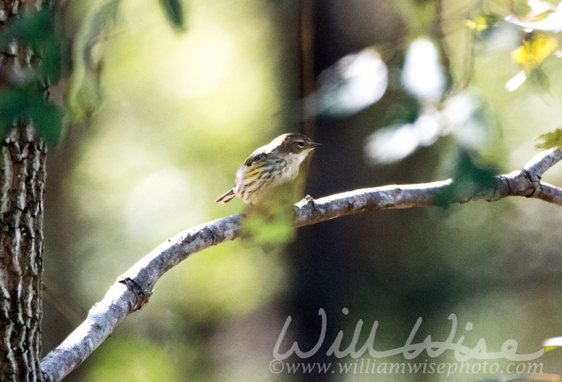 Yellow Rumped Warbler Picture