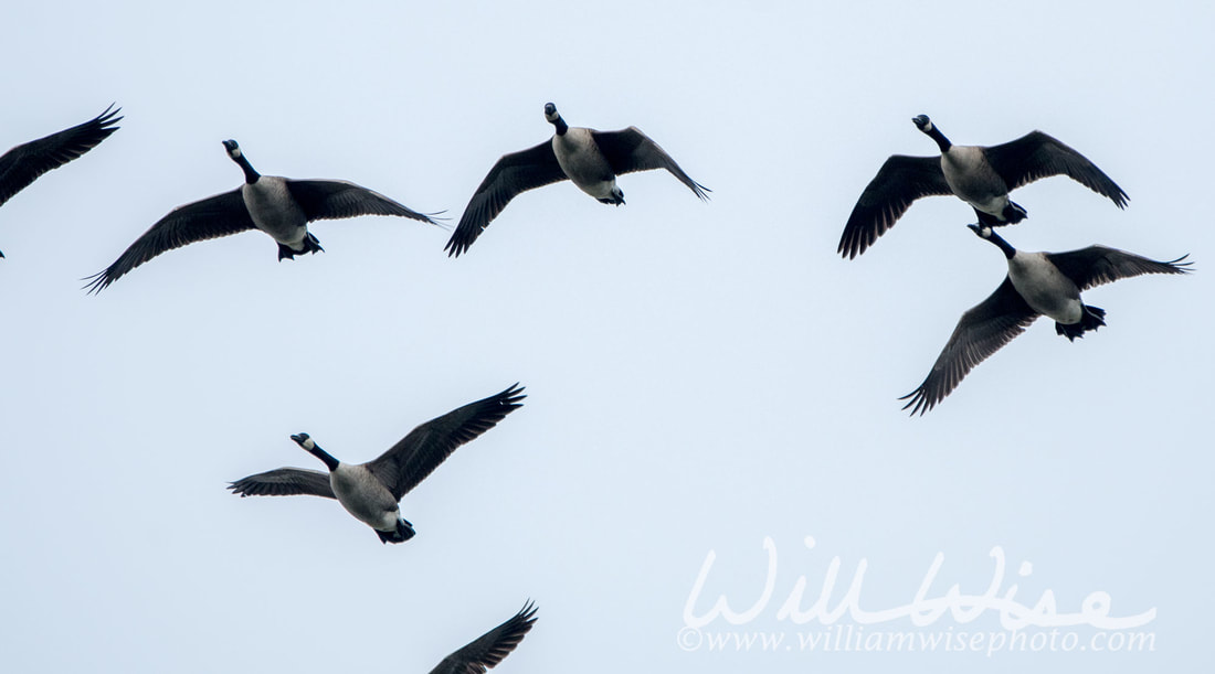 Canada Goose Picture