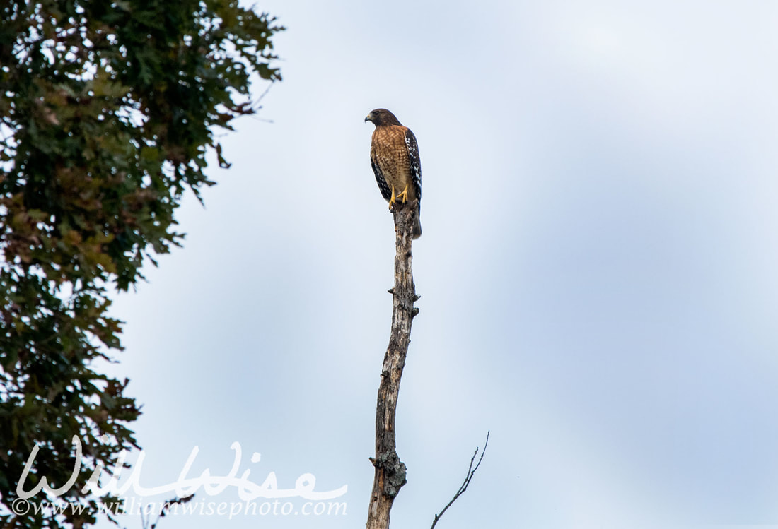 Red-shouldered Hawk Picture