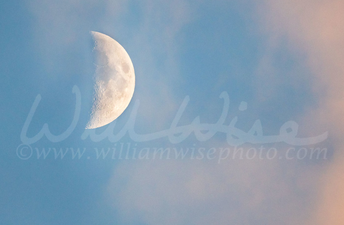 First Quarter Moon Picture