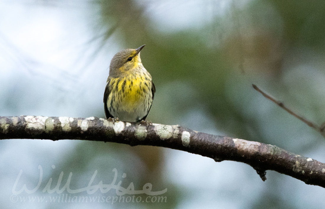 Cape May Warbler Picture