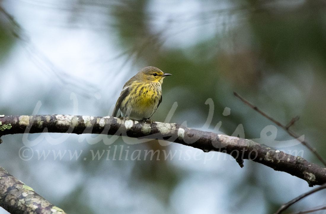 Cape May Warbler Picture