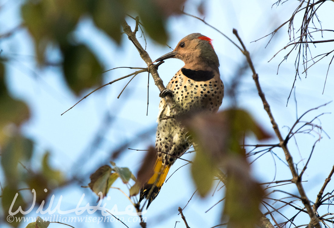 Northern Flicker Picture