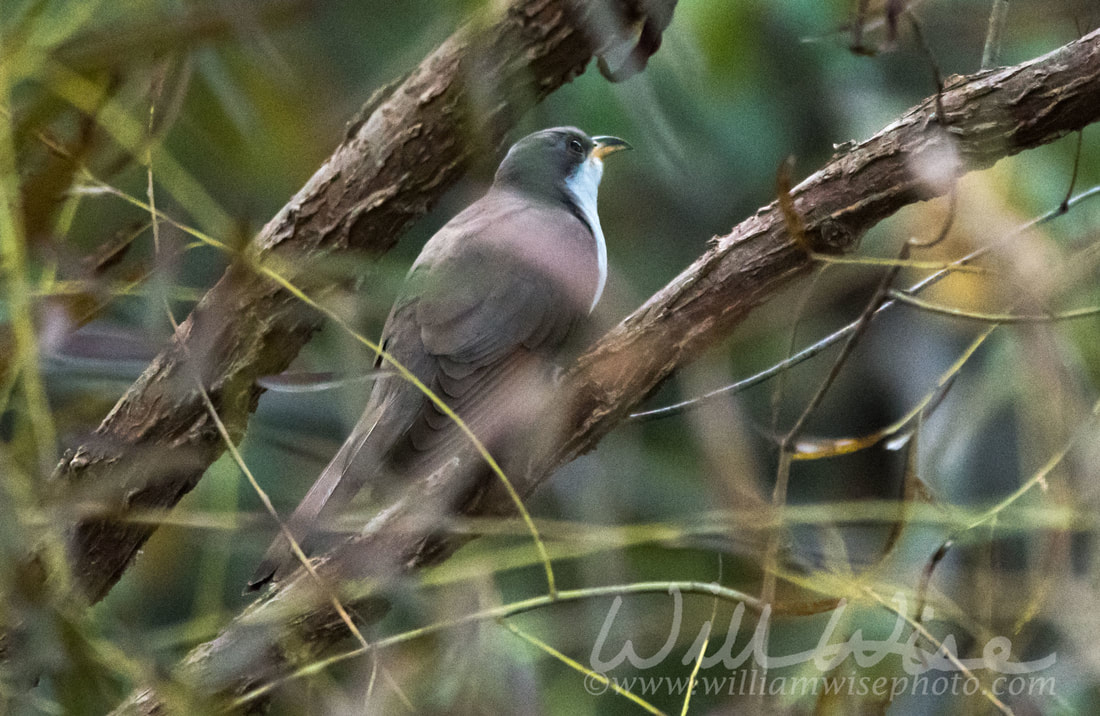 Yellow Billed Cuckoo Picture