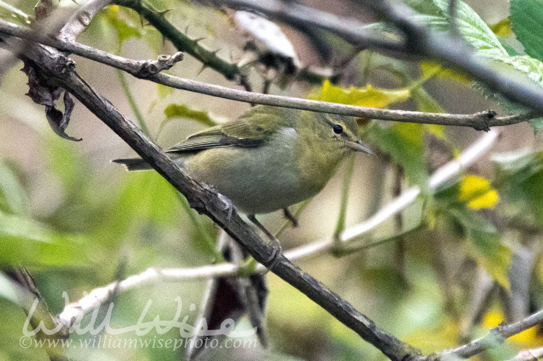 Tennessee Warbler Picture
