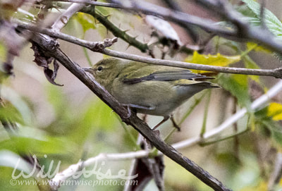 Tennessee Warbler