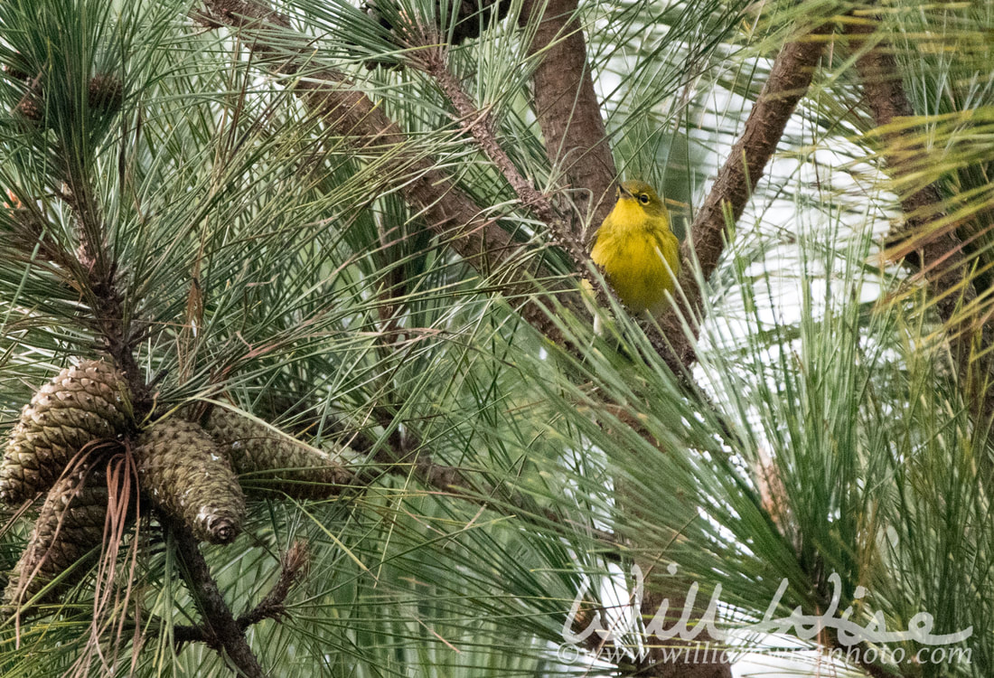 Pine Warbler Picture