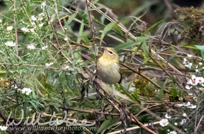 Tennessee Warbler