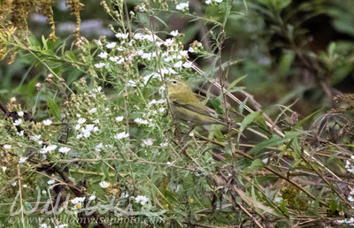 Tennessee Warbler