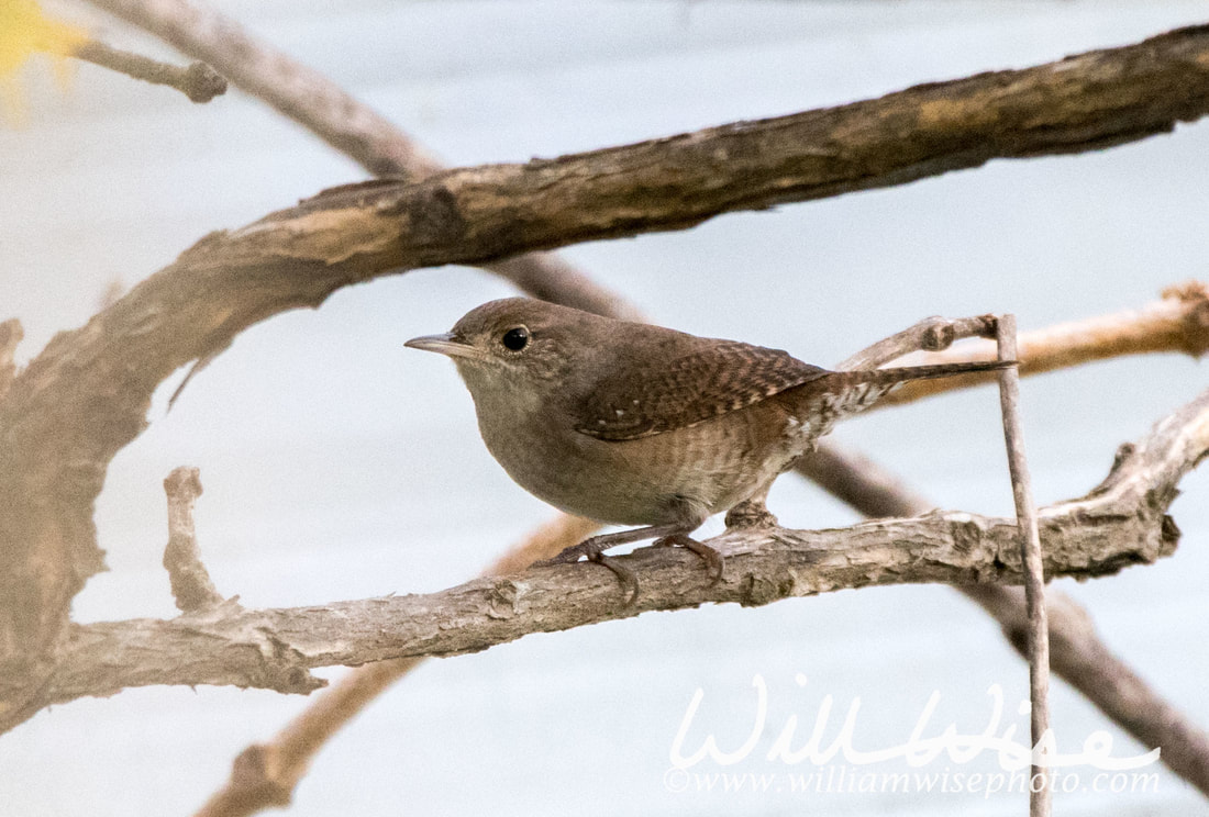 House Wren Picture