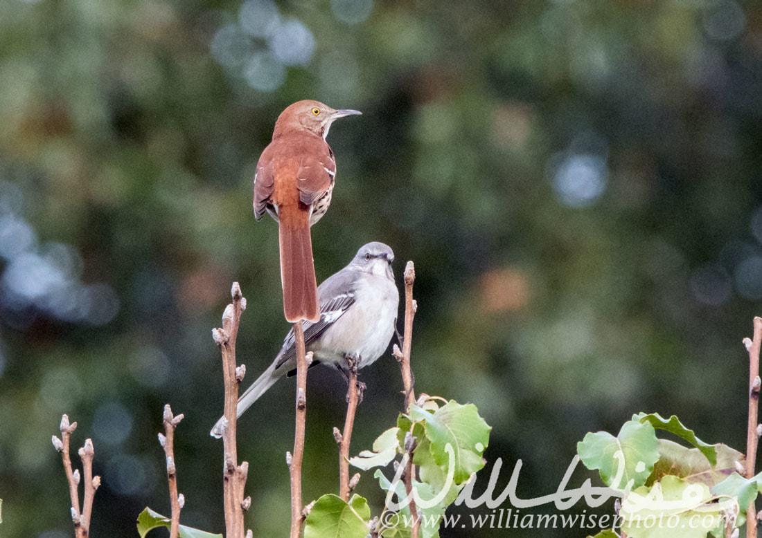 Bird family mimidae Picture