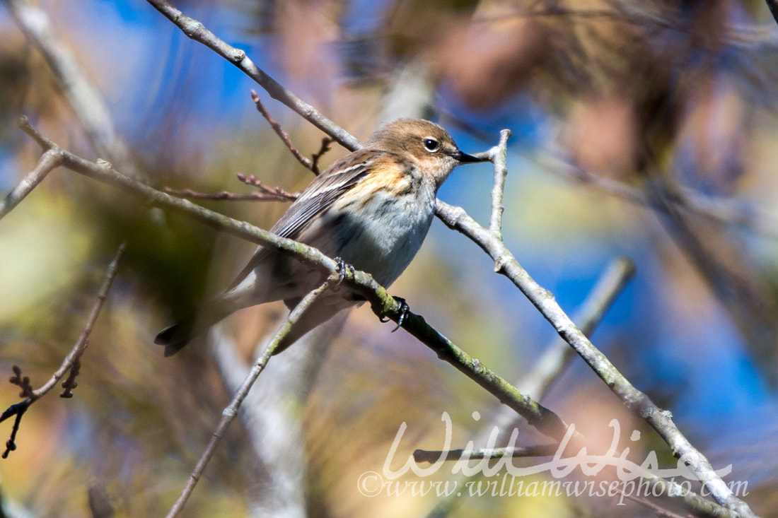 Yellow Rumped Warbler Picture