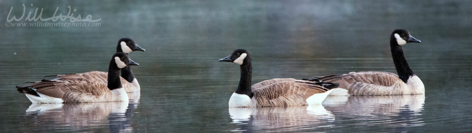 Canada Geese swimming on morning fog pond Picture