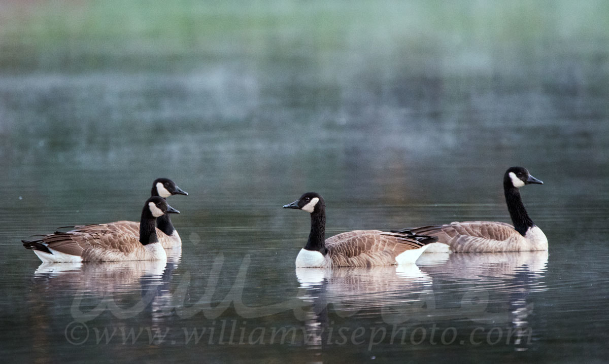 Canada Goose Picture