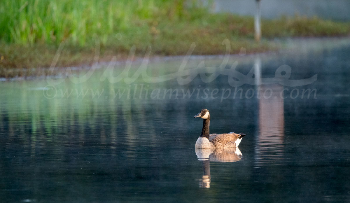 Canada Goose Picture