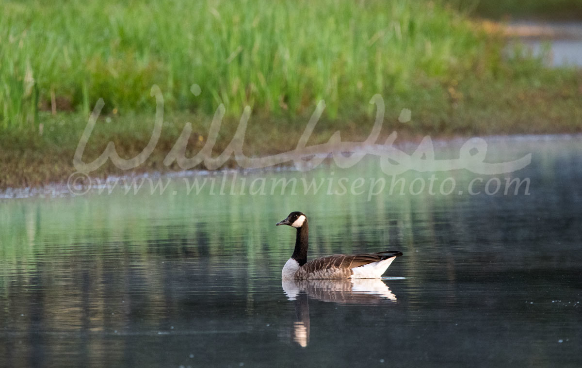 Canada Goose Picture