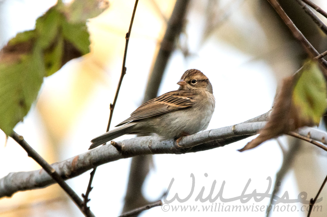 Chipping Sparrow Picture