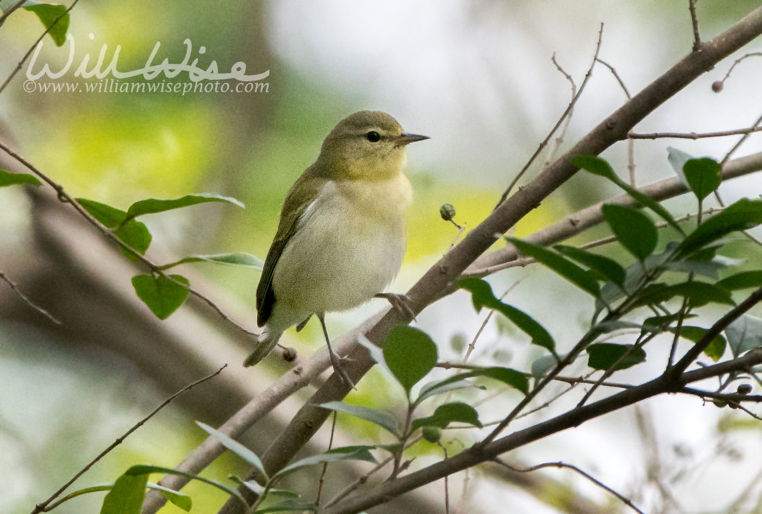 Tennessee Warbler Picture